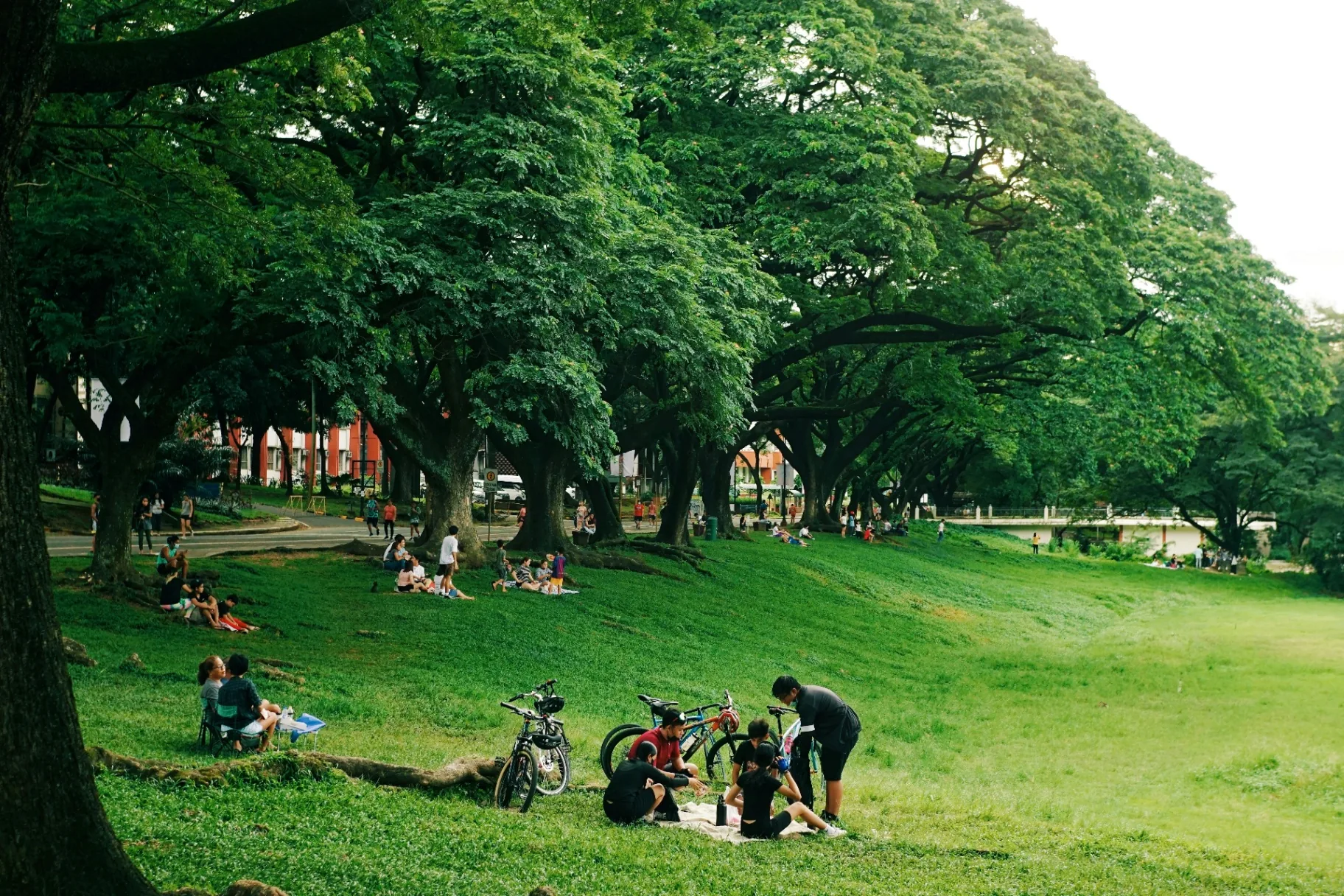 Community gathering under trees