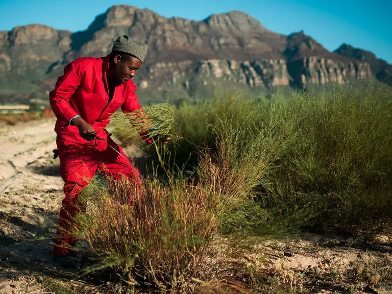 Rooibos farmer harvesting in the Cederberg